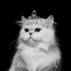 Profile picture of kitty-queen