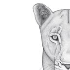 Profile picture of nalla_the_lioness