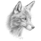 wildxfox avatar